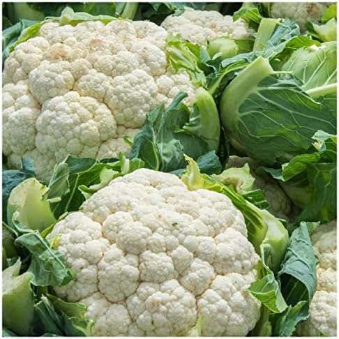1/4 Lb Snowball Self Blanching Cauliflower Seeds - Gold Vault - Image 2