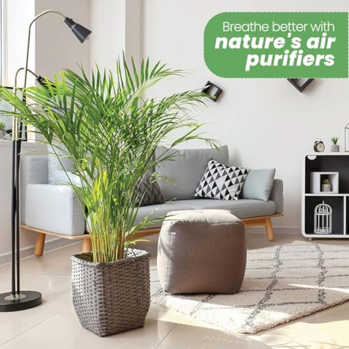 American Plant Exchange Live Areca Palm – 10-Inch Pot – Tropical Indoor Houseplant with Lush Feathery Fronds, Pet-Friendly Easy Care Plant for Homes, Offices, Patios & Decorative Containers - Image 2