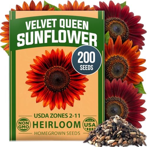 HOME GROWN Sunflower Seeds, Velvet Queen, 200 Seeds, Helianthus annuus by HOMEGROWN