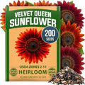 HOME GROWN Sunflower Seeds, Velvet Queen, 200 Seeds, Helianthus annuus by HOMEGROWN