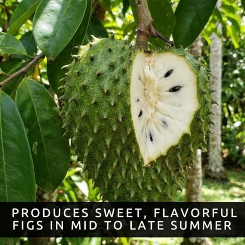 10 Soursop Seeds for Planting | Annona Muricata Tropical Fruit Tree Seeds - Image 2