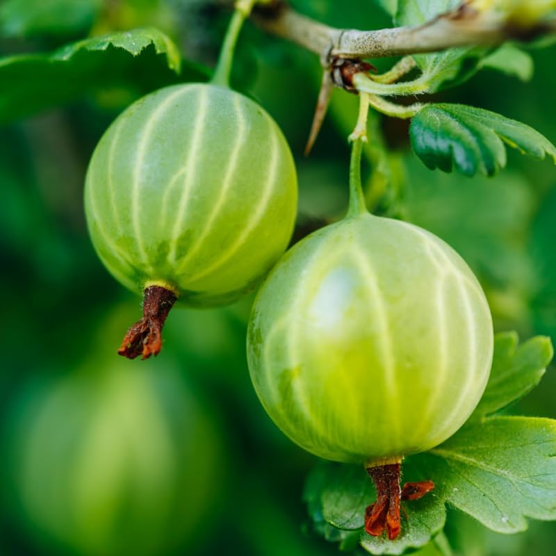 Sweet Gooseberry Live Plant, Well-Rooted Berry Shrub, 5-9 Inch Tall - Image 6
