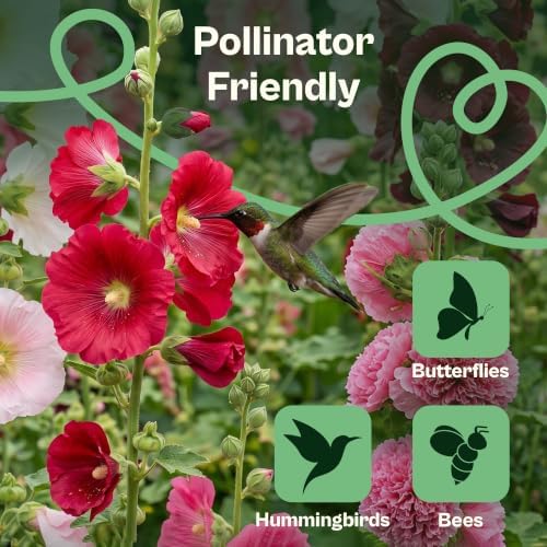 SVI 750 Mix Summer Carnival Hollyhock Heirloom Flower Seeds Alcea rosea - Image 4