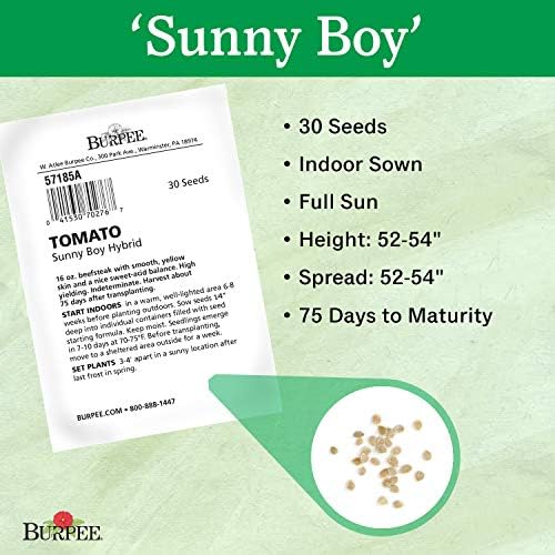 Burpee 'Sunny Boy' Hybrid, Yellow Beefsteak Slicing Tomato, 30 Non-GMO Seeds - Image 5
