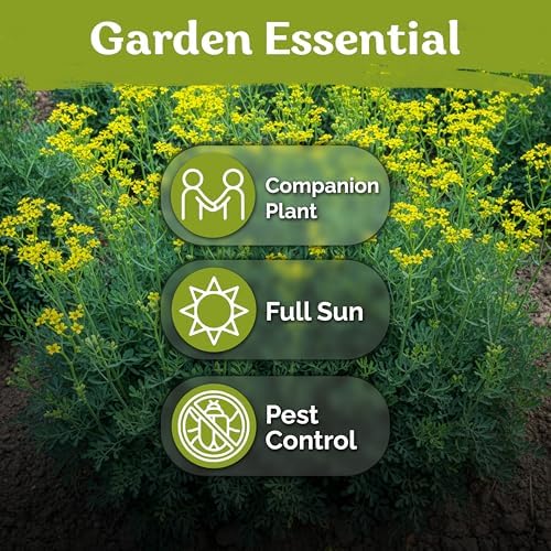 500 Common Rue Heirloom Herb Seeds for Planting, Ruta Graveolens - Image 6