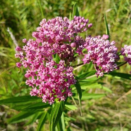 2 Pink Milkweed Live Plants, Flowering Plant, 4-7 Inch Tall - Image 2