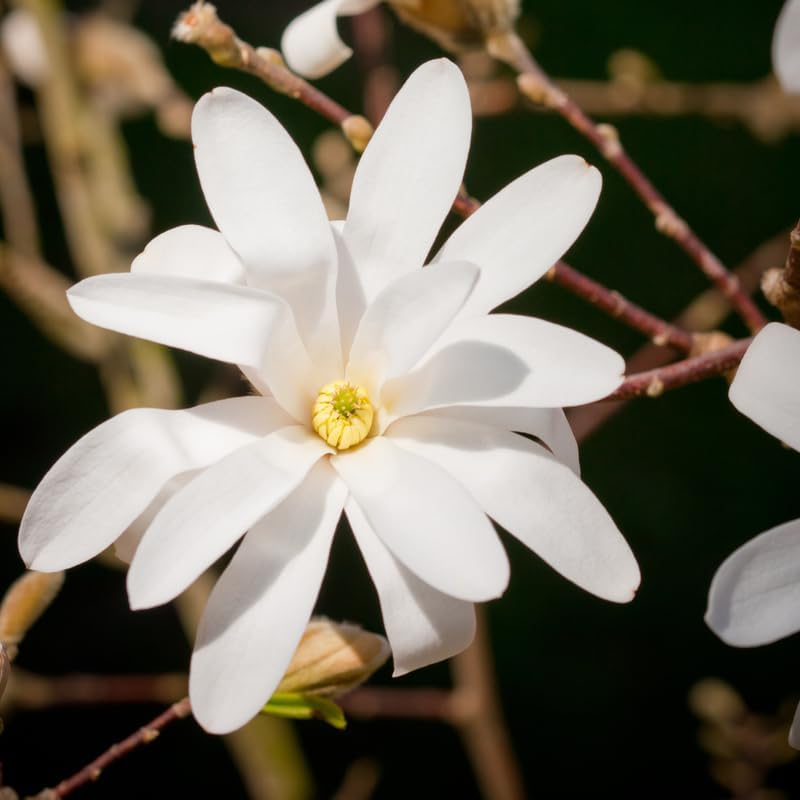 Star Magnolia Tree Plant Live, Cold Hardy Flower Tree, 6-12 Inch Tall - Image 4