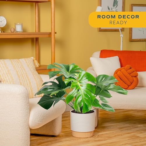 Costa Farms Monstera, Live Indoor Plant, Tropical Plant, Home Decor - Image 2