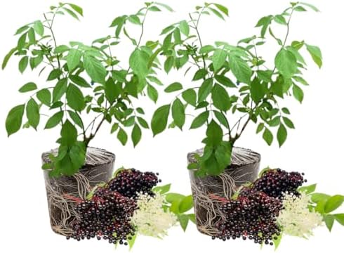 2 Black Elderberry Plants Live, Home Garden Berry Shrub, 6-12 Inch Tall - Image 5