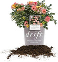 Perfect Plants Peach Drift Rose Live Plant, 3 Gallon, Outdoor Flower Bush by PerfectPlantsNursery