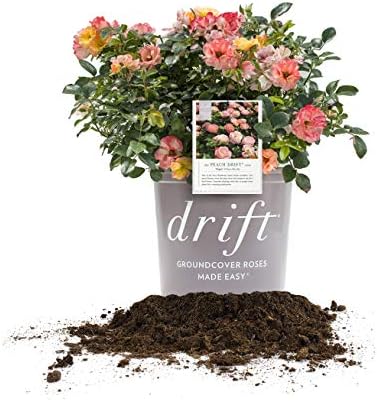 Perfect Plants Peach Drift Rose Live Plant, 3 Gallon, Outdoor Flower Bush by PerfectPlantsNursery