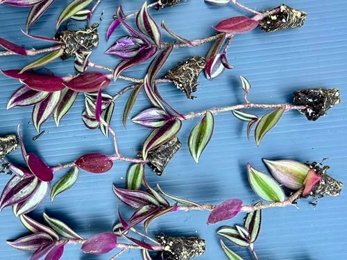 Tradescantia Zebrina Live Plants Pack of 10 Purple Wandering Jew - Image 2