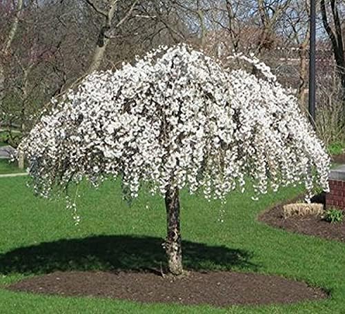 Weeping Cherry Blossom Tree, 8-12" Tall Cherry Blossom Live in Pot - Image 3