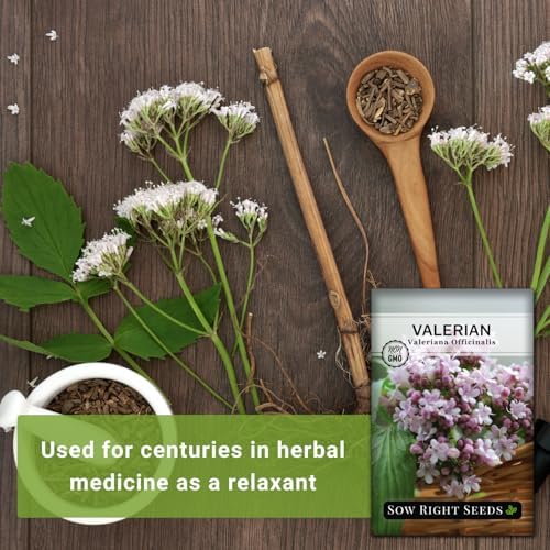 Sow Right Seeds - Valerian Seed for Planting Medicinal Perennial Herb 3pk - Image 3