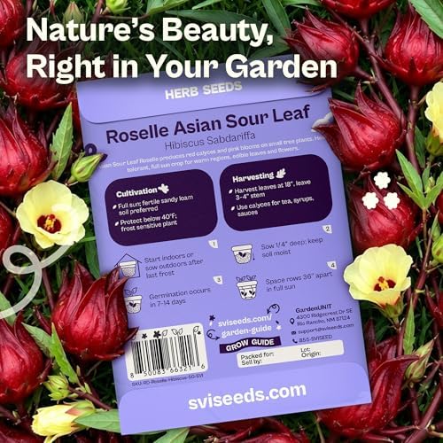 SVI 50 Asian Sour Leaf Roselle Seeds (Hibiscus sabdariffa) – Edible Roselle Hibiscus Flowers Seed Packets, Red Sorrel Garden Seed – Perennial Heirloom Vegetable Seeds Outdoor Garden, Containers - Image 2