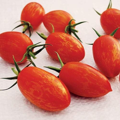 Park Seed Cherry Tomato Seeds, Planting Vegetables, Easy to Grow, Non-GMO, Variety of Colors and Sizes, Spring Garden, Red Torch, Pack of 10 by ParkSeed