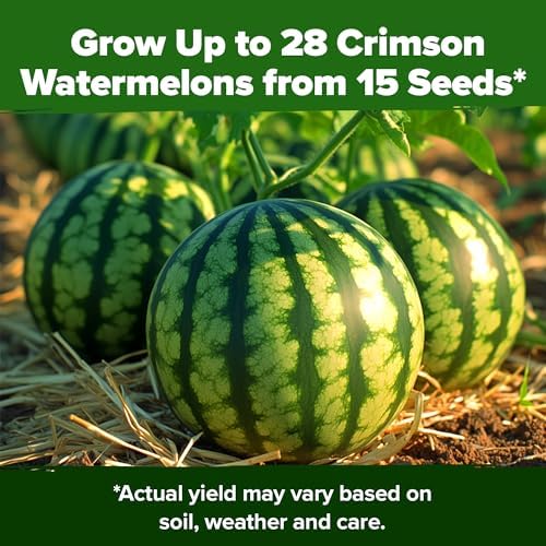 HOME GROWN Organic Crimson Sweet Watermelon, 15+ Seeds, Citrullus lanatus - Image 7