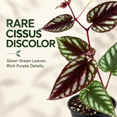 Cissus Discolor Live Plant - Rare Rex Begonia Vine Rooted Indoor - Image 3