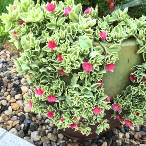 2 Variegated Baby Sun Rose Live Plants, Hardy Ground Cover, 2 Inch Pot - Image 5