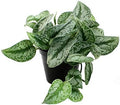 American Plant Exchange Silver Splash Pothos – Live 6-Inch Potted Satin Pothos Vine, Easy-Care Air Purifying Houseplant, Fast-Growing Indoor Plant for Home, Office & Modern Tropical Indoor Décor by AmericanPlantExchange