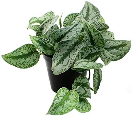 American Plant Exchange Silver Splash Pothos – Live 6-Inch Potted Satin Pothos Vine, Easy-Care Air Purifying Houseplant, Fast-Growing Indoor Plant for Home, Office & Modern Tropical Indoor Décor by AmericanPlantExchange