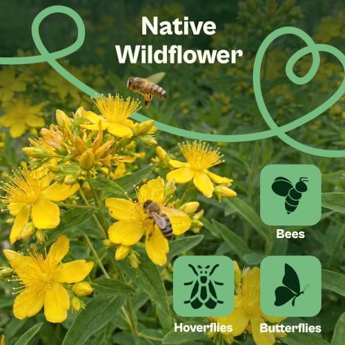 SVI 3500 St Johns Wort Seeds (Hypericum pyramidatum) – Giant St. John's Wort Wildflower Seed Packets – Yellow Native Herb Seed, Perennial Flower Seeds Packets for Outdoor Garden, Flower Beds - Image 4