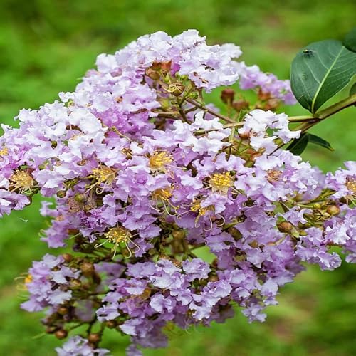 Muskogee Crape Myrtle Live Tree, 1 Gallon Potted, Lavender Flowers | Arbor Day Foundation (Due to Agricultural Laws, Unavailable to CA, AZ) - Image 2
