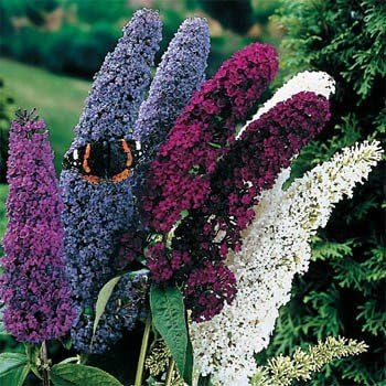 Outsidepride Butterfly Bush Mix Seeds - 100 Pcs. Perennial, Drought-Tolerant & Low Maintenance Flower Seeds for Planting Fast Growing & Aromatic, Tall Mixed Blooms, Great for Pollinator Gardens by Outsidepride