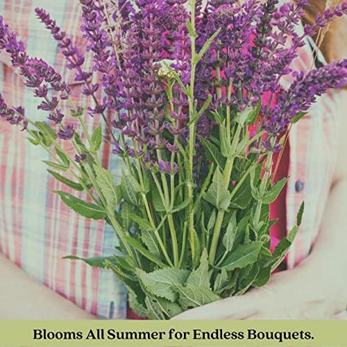 Clovers Garden Salvia (Meadow Sage) Plants – Two (2) Live Plants – Non-GMO - Not Seeds - Each 4" to 8" Tall – in 4" Inch Pots – Hardy Flowering Perennial, Pollinator Favorite - Image 6