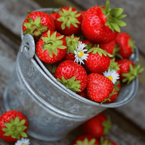 Honeoye Strawberry Plants - Winter Hardy, Highly Productive Strawberries - June Bearing Bare Root Strawberry Plants from Hand Picked Nursery (25) by HandPickedNursery