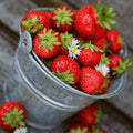 Honeoye Strawberry Plants - Winter Hardy, Highly Productive Strawberries - June Bearing Bare Root Strawberry Plants from Hand Picked Nursery (25) by HandPickedNursery