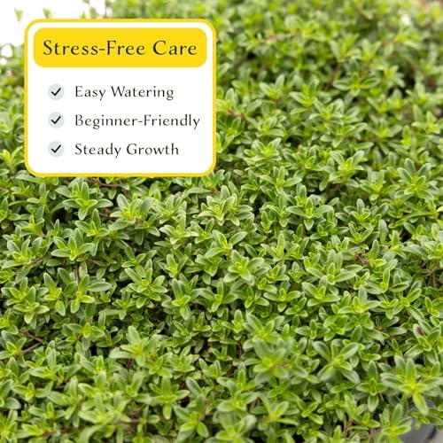 12 Red Creeping Thyme in 2.5" Cubes | Live Fragrant Evergreen Groundcover with Bright Purple-Pink Bloom | Low-Growing Perennial Herb for Containers, Pathways & Landscaping (Thymus praecox ‘Coccineus’) - Image 6