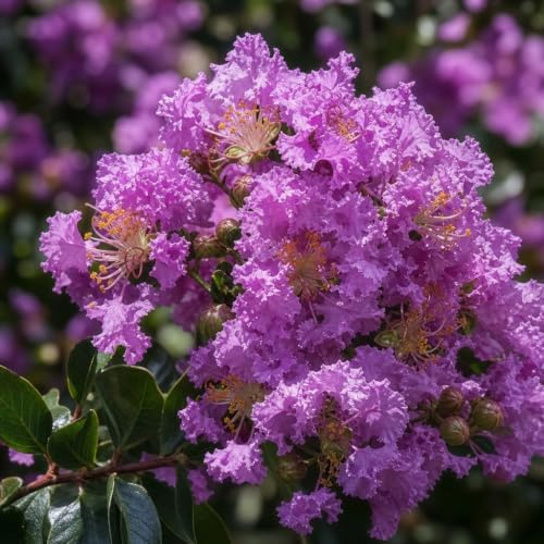 Crape Myrtle Catawba | 10 Live Plants | Lagerstroemia Indica | Purple Flowering Shrub, Summer Blooming, Drought Tolerant, Low Maintenance, Ornamental Tree, Fast Growing, Full Sun - Image 3