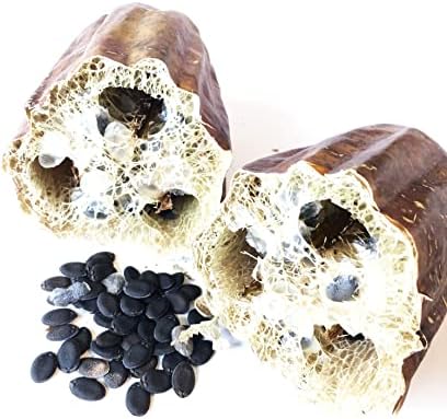 Organic Luffa Gourd Seeds (Luffa acutangula) 10 Seeds (0.2 Grams) - Loofah, Loofa, Luffah Gourd - Edible and Grow to Make Your Own Sponges - Sponge Gourd Seeds by Smoke Camp Crafts - Image 2