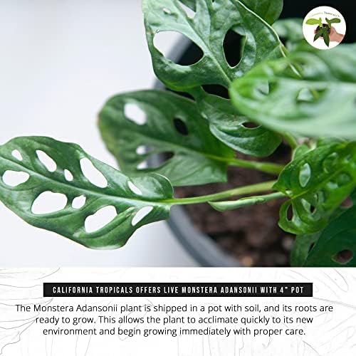 Monstera Adansonii Real Live Indoor Houseplants - Big Low Light Tropical Plant for Air Purifying Decorations - 4" Pots Easy Planting in Homes, Offices, and Outdoor Gardens - Image 5