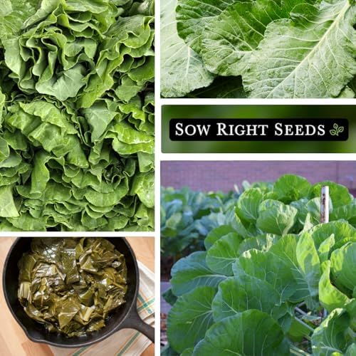 Sow Right Seeds - Georgia Southern Collard Green Seed for Planting Garden - Image 4