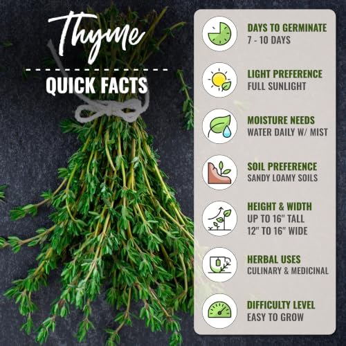 Seed Needs Thyme Seeds to Plant an Herb Garden - 5 Packs - Image 4
