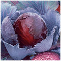 1 Oz Organic Red Express Cabbage Seeds - Gold Vault Packet by Everwilde+Farms
