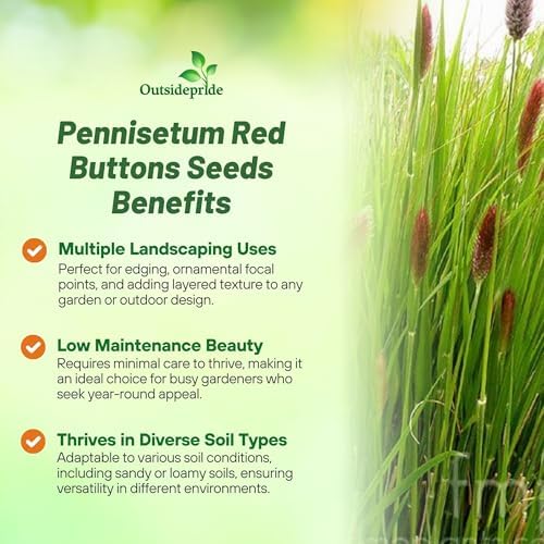 Outsidepride Pennisetum Thunbergii Red Buttons Ornamental Grass Seeds - 25 Pcs Perennial, Drought Tolerant Fountain Grass with Red Feathery Plumes for Low Maintenance Xeriscaping & Flower Arrangements - Image 3