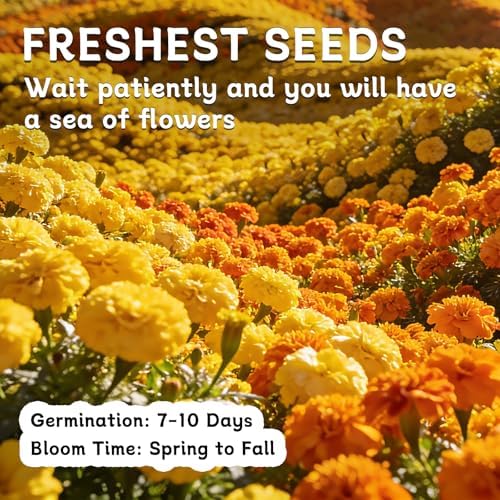 LUOJIBIE French Marigold Seeds for Planting Outdoors, Giant Marigold Flowers Seeds Bulk for 2026, Over 8,500+ Seeds Prolific Blooms, Ideal for Vibrant Pollinator Gardens - Image 7