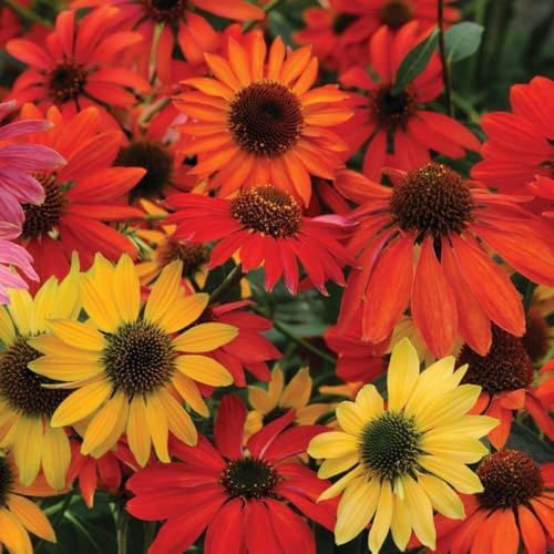 Perennial Farm Marketplace Echinacea purpurea ‘Cheyenne Spirit’ (Coneflower) Live Perennial, Size-Quart, Mixed Color Summer Flowers, USDA Zones 4-8 - Image 4