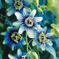 Rare Blue Passion Flower Live Plant, Flowering Vine, 4-8 Inch Tall by UIOTER