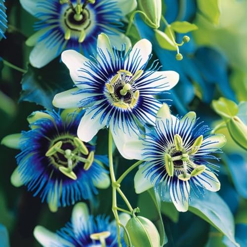 Rare Blue Passion Flower Live Plant, Flowering Vine, 4-8 Inch Tall by UIOTER