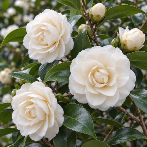 Sea Foam Camellia Shrub - 12-18" Tall Live Plant - Gallon Pot - Image 5