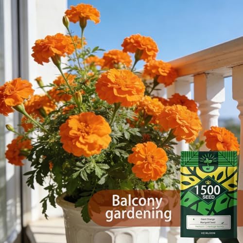 Orange Marigold Seeds for Planting, 1500 Flower Seeds, Pollinator-Friendly - Image 3