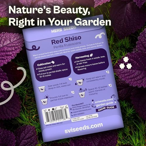 SVI 350 Red Shiso Seeds (Perilla frutescens) – Japanese Shiso Purple Perilla Seed Packets, Aromatic Leaves – Japanese Heirloom Herb Seeds for Outdoor & Indoor Herb Garden - Image 2