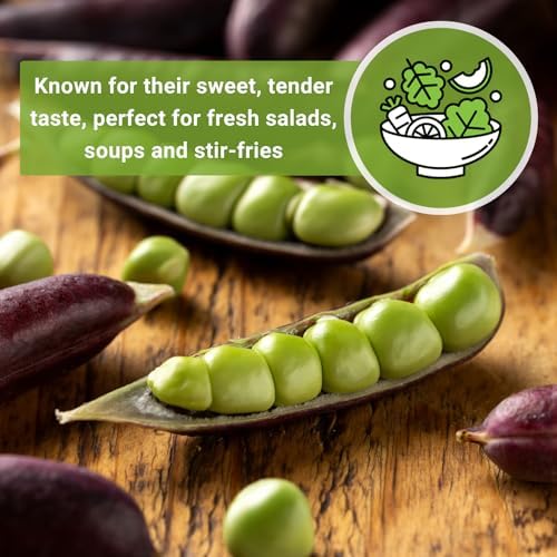 Sow Right Seeds - Desiree Pea Seed for Planting Outdoor Purple Snap Peas - Image 6