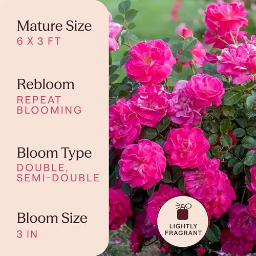 Heirloom Climbing Roses, Live Own Root Plant, Highwire Flyer™ - Image 6