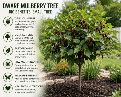 Mulberry Dwarf Everbearing Tree (4 Pack) Live Fruit Plants - Image 3