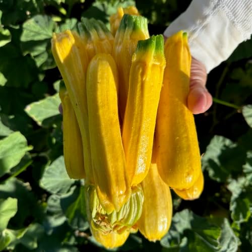 Goldini II Zucchini Seeds for Planting: 20 Count - Image 2